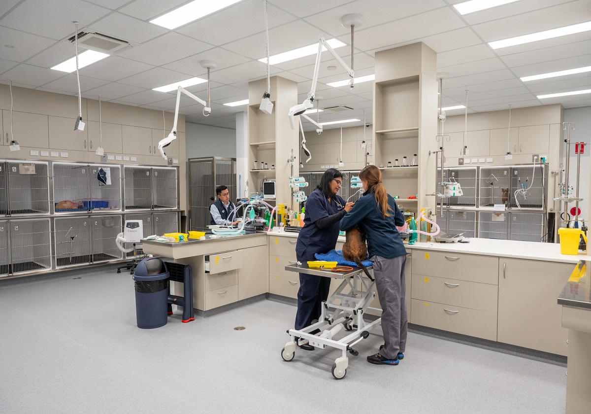 24/7 Emergency Vet Care | Animal Referral & Emergency Network